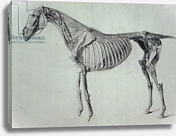 Постер Стаббс Джордж Finished Study for the Fifth Anatomical Table of a Horse