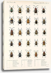 Постер Годман Фредерик Insecta Coleoptera Pl 264