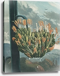 Постер Торнтон Роберт Алоэ