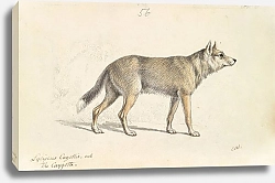 Постер Смит Чарльз Гамильтон Coyote of Mexico
