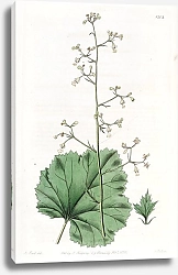 Постер Эдвардс Сиденем Small-flowered Heuchera
