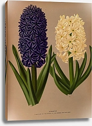 Постер Арендсен Арентина Гиацинты 6