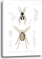 Постер Годман Фредерик Arachnida Acaridea Pl 04