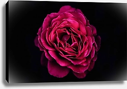 Постер Пурпурная роза на черном