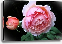 Постер Розовая роза с бутоном
