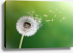Постер Одуванчик 4