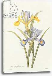 Постер Редюти Пьер Iris