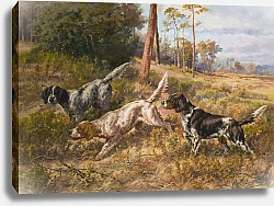 Постер Остхаус Эдмунд Английские сеттеры в поле