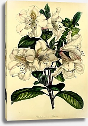 Постер Rhododendron Gibsonii