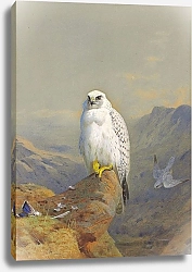 Постер Торнбурн Арчибальд (Бриджман) A Greenland falcon on a rocky outcrop