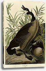 Постер Canada Goose 3