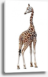 Постер Розовый силуэт жирафа