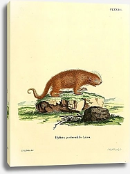 Постер Цепкохвостый дикобраз