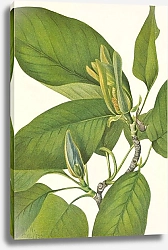 Постер Уолкотт Мари Cucumbertree. Magnolia acuminata