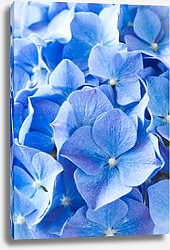 Постер Голубые цветы гортензии