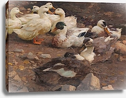 Постер Кестер Александр Девять уток на берегу пруда