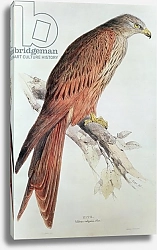 Постер Лир Эдвард Kite 2