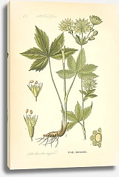 Постер Flora von Deutschland №7