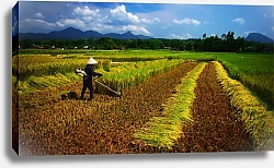 Постер Вьетнамский фермер на уборке урожая