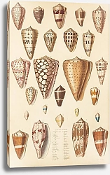 Постер Макгилливрей Уильям Cones