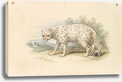 Постер Смит Чарльз Гамильтон Snow Leopard