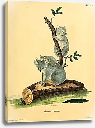 Постер Коалы Lipurus cinereus