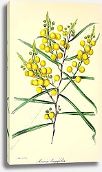 Постер Acacia Longifolia 1