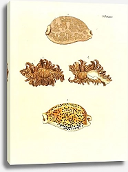Постер Морские раковины 026