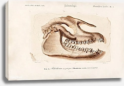 Постер Копытное животное (Palaeotherium)