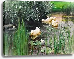 Постер Кестер Александр Утки в пруду с кувшинками