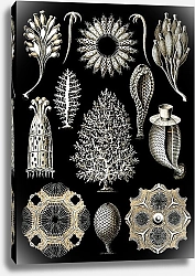 Постер Морские губки