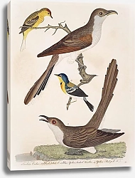 Постер Птицы Америки Уилсона 28