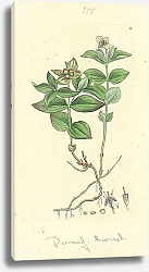 Постер Sowerby Ботаника №1 1