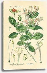 Постер Caprifoliaceae, Lonicera Caprifolium