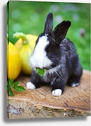 Постер Зайчонок с тыквой