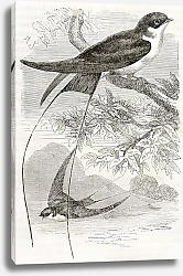 Постер Wire-tailed Swallow old illustration (Hirundo smithii). Created by Kretschmer, published on Merveill