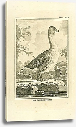 Постер The Chinese Goose 1