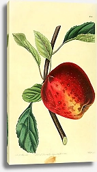 Постер Алое яблоко