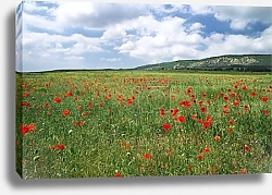 Постер Красное море маков