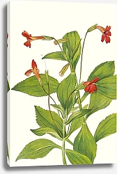 Постер Уолкотт Мари Цветок кардинальной обезьяны. Mimulus cardinalis