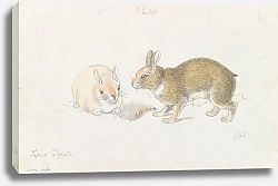 Постер Смит Чарльз Гамильтон The Rabbit