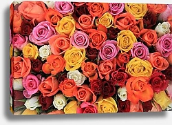 Разноцветные розы