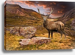Постер Олень в горах
