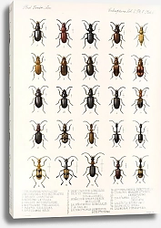 Постер Годман Фредерик Insecta Coleoptera Pl 030