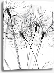 Постер Magic pattern of fluffy seeds