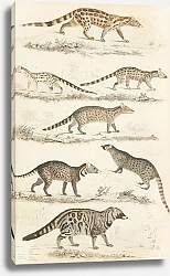 Постер Макгилливрей Уильям Civets