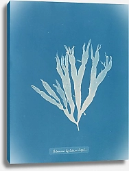 Постер Аткинс Анна Halymenia ligulata var. latifolia