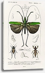 Постер Кузнечик из шести точек (Locusta sexpunctata)