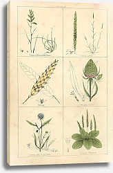 Постер Botanical Magazine #56