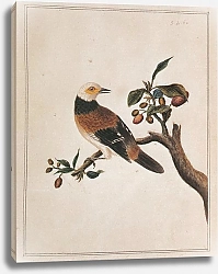 Постер Black-necked Thrush